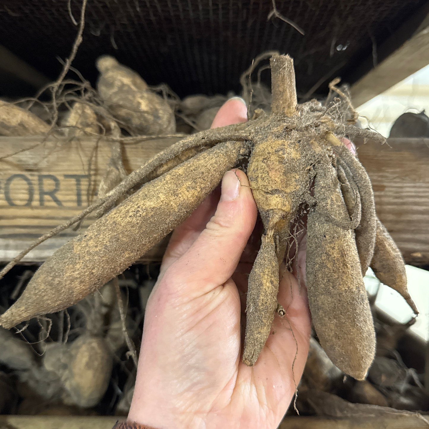 Dahlia Gitt's Perfection