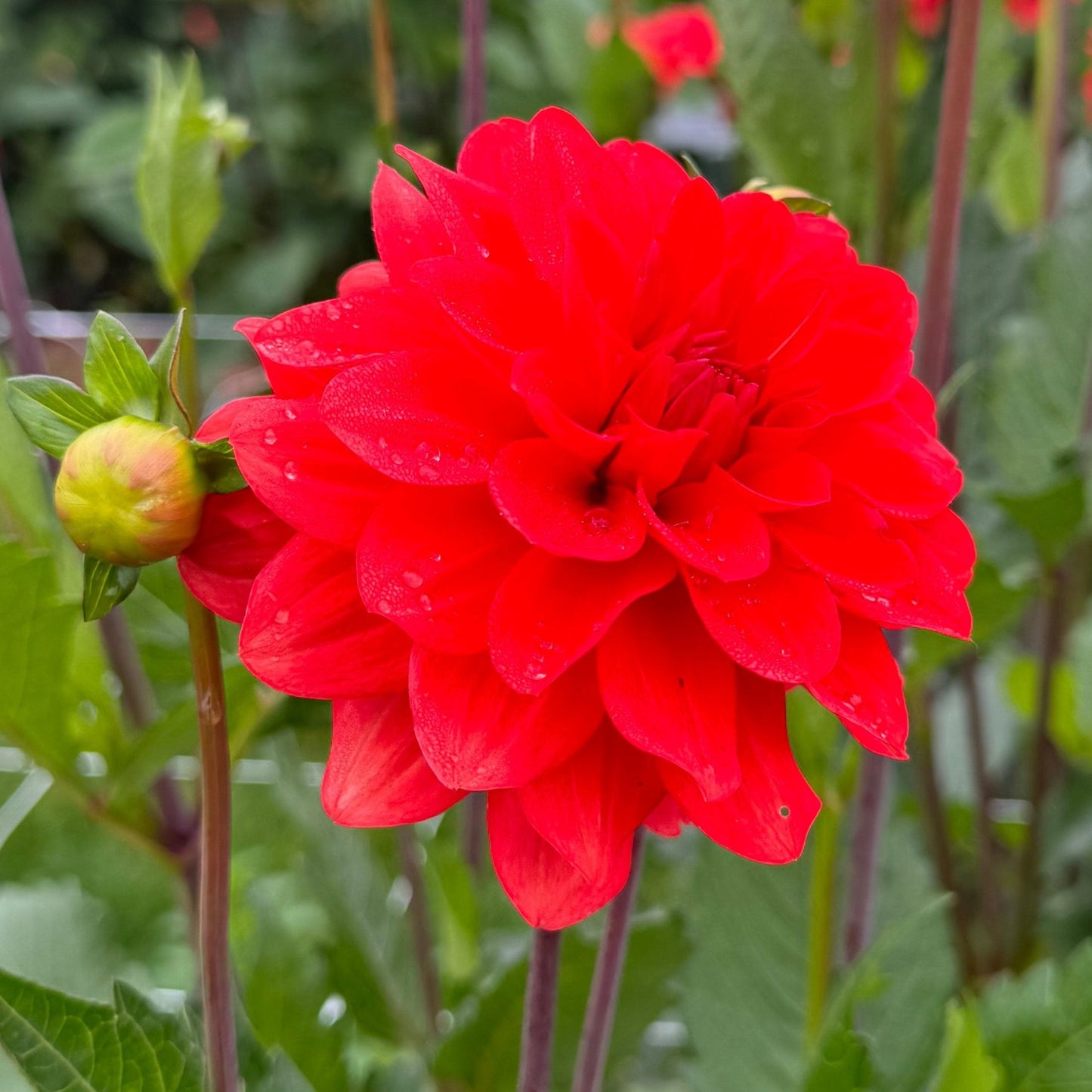 Dahlia Faith Nyhet!
