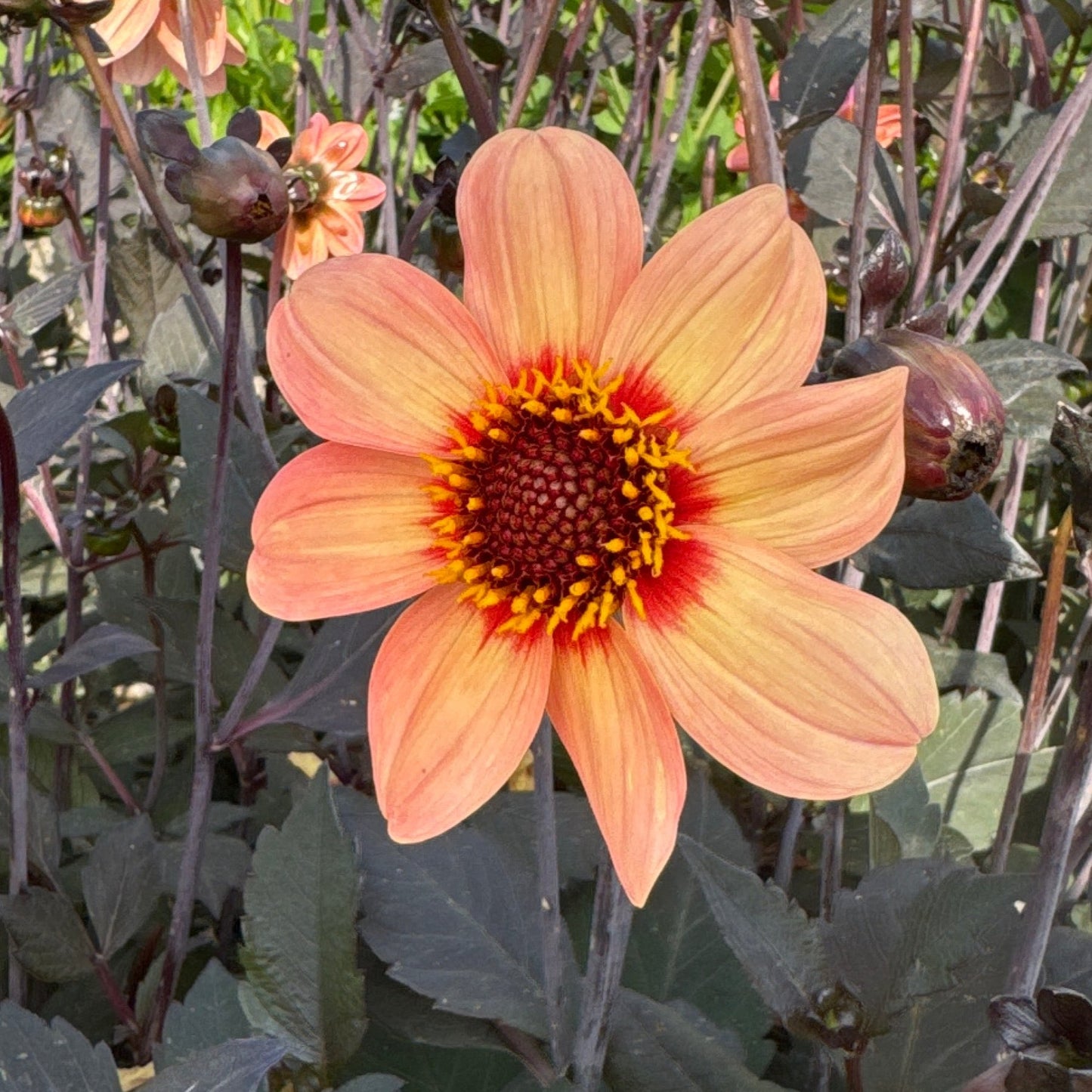 Dahlia HS First love ®