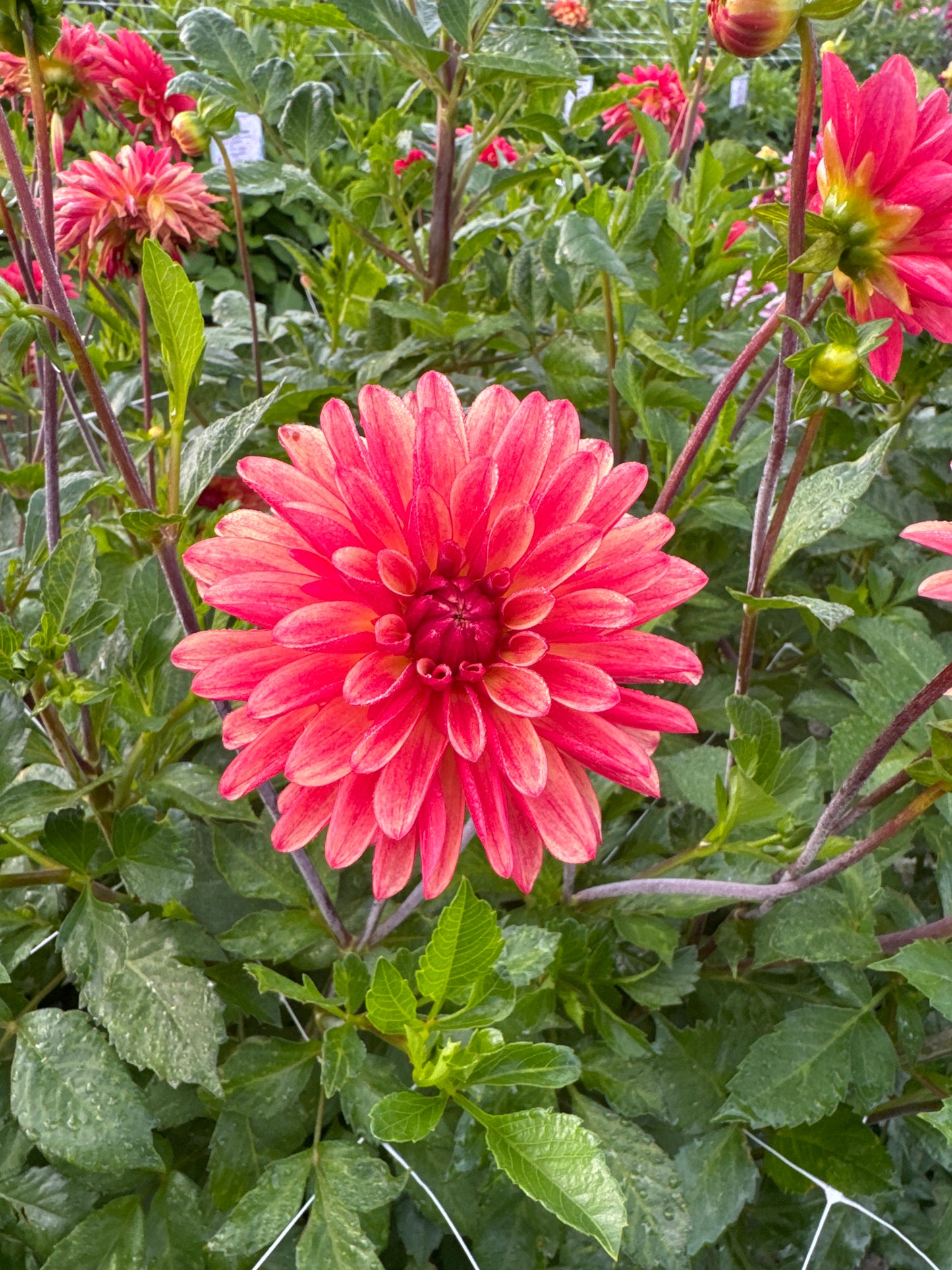 Dahlia Crazy Legs