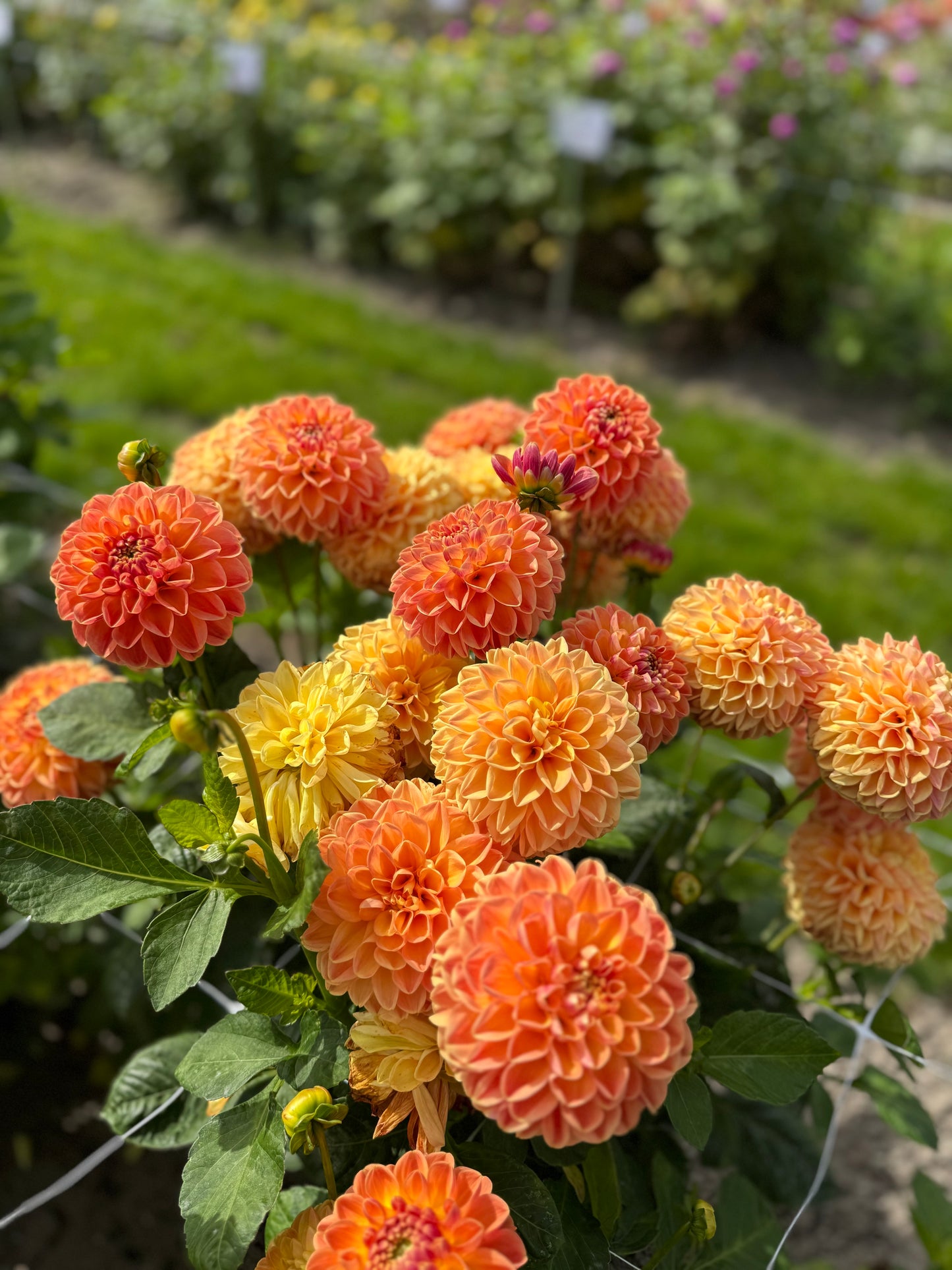 Dahlia Orange Cassini
