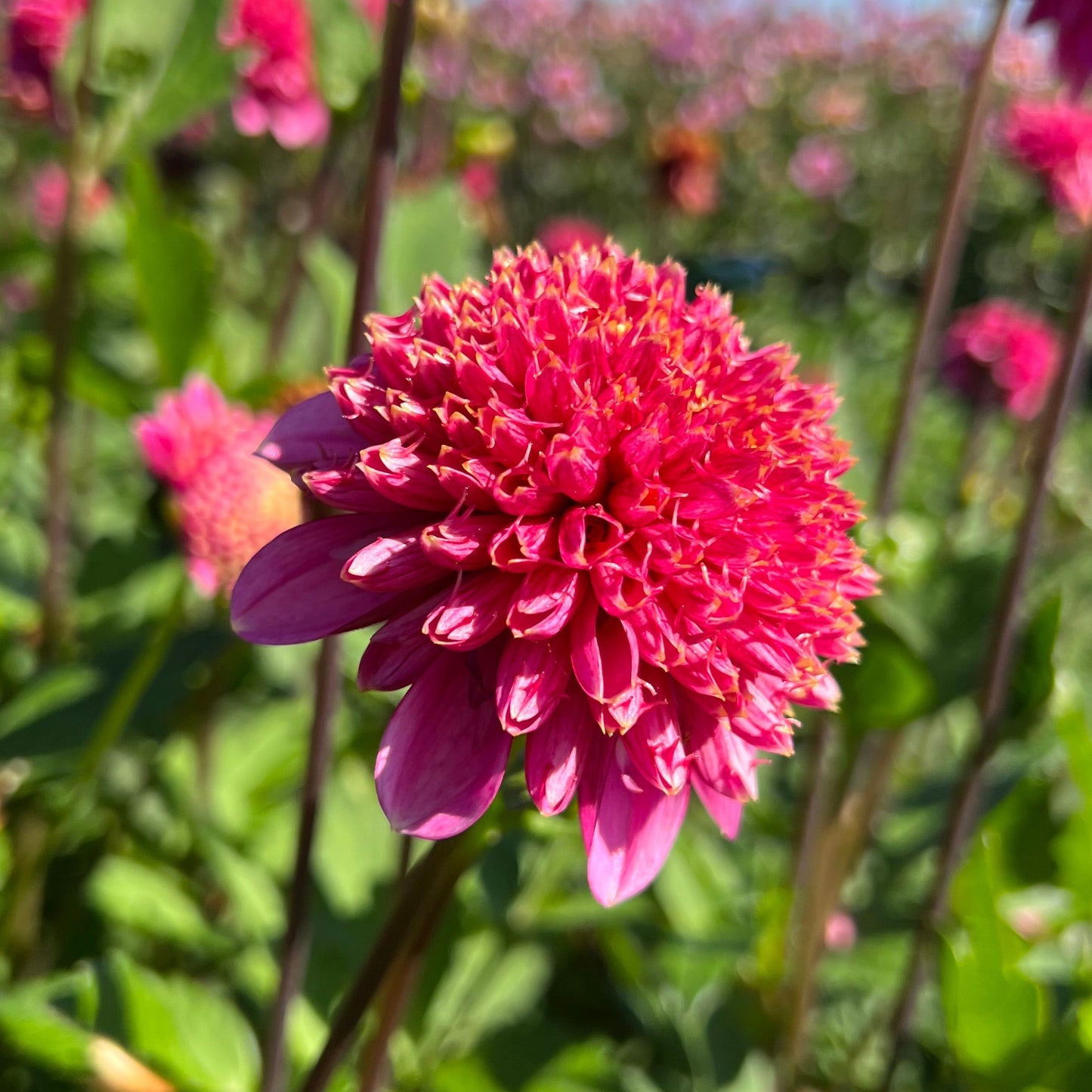 Dahlia Alyshia