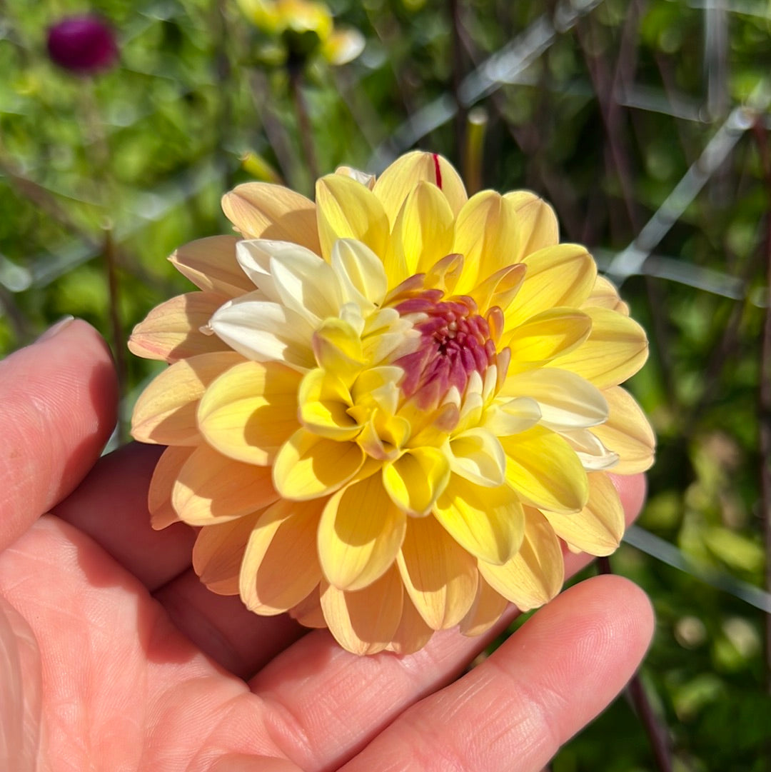 Dahlia Double Jill