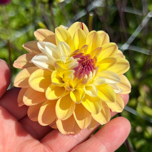 Dahlia Double Jill