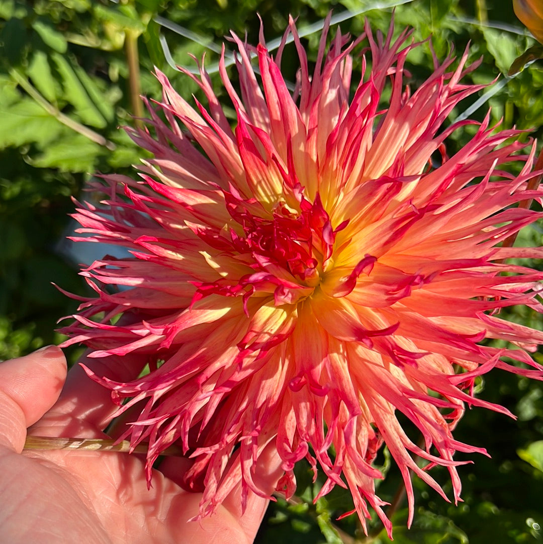 Dahlia Pinelands Pam