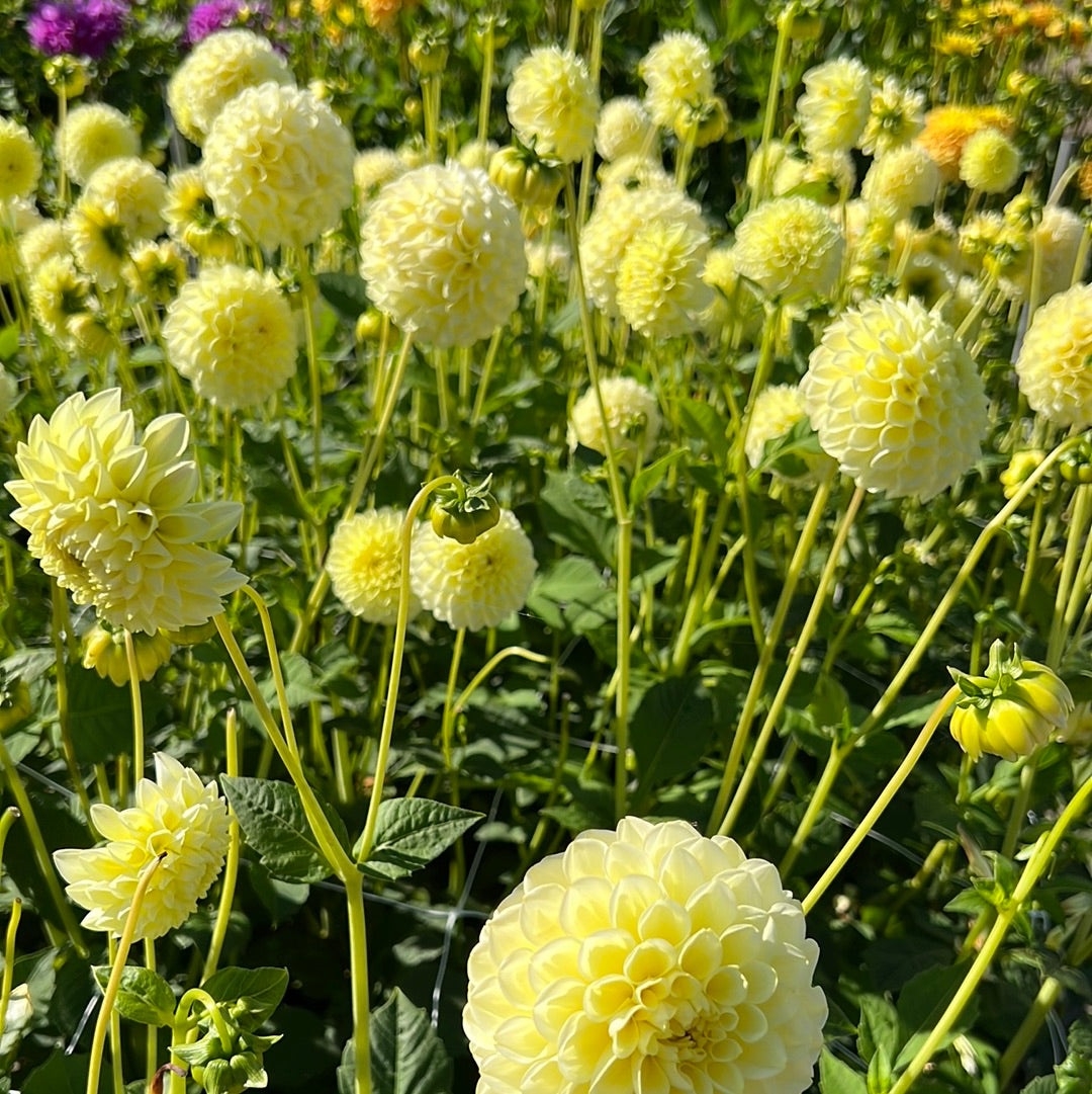 Dahlia Banana Baby