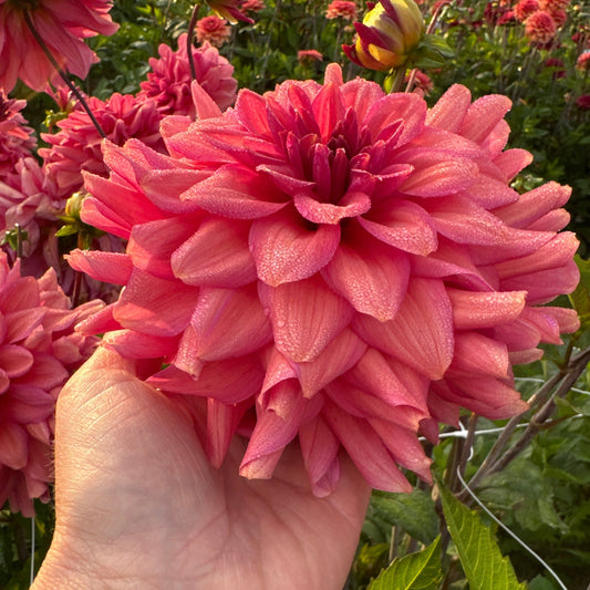 Dahlia Negroni Sunset