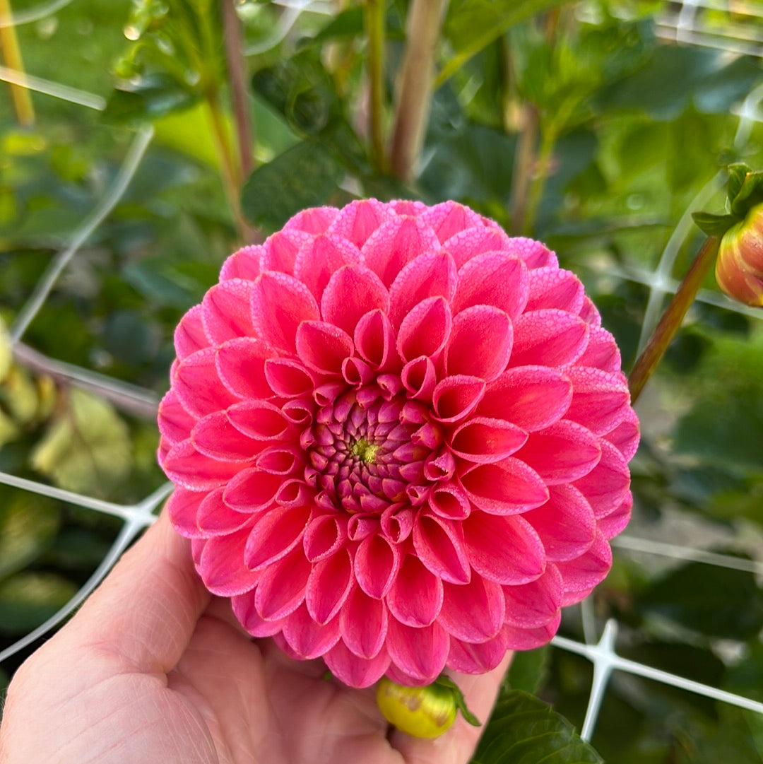 Dahlia Dikara Superb Nyhet!