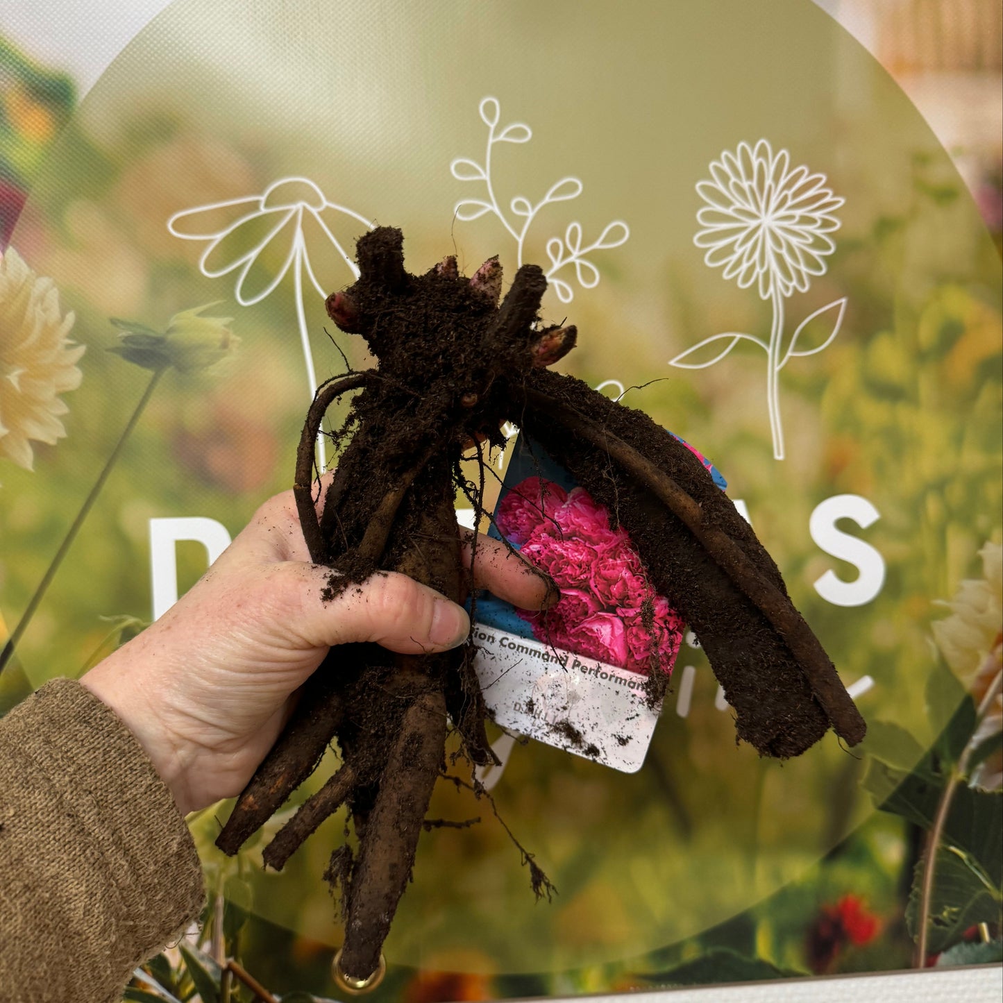 Pion Command Performance