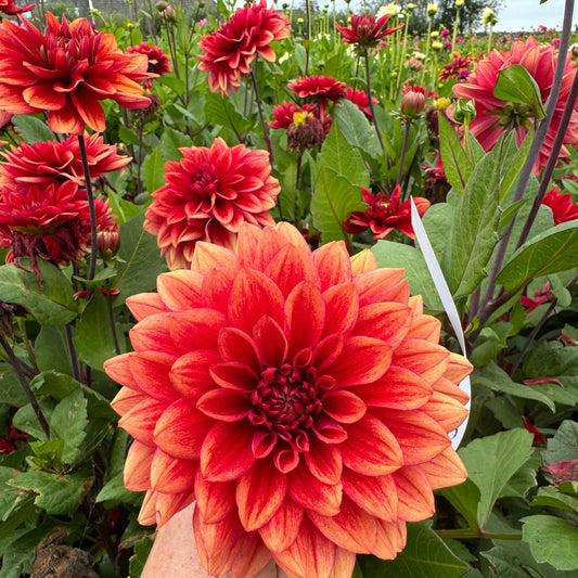 Dahlia Soft Red Svenskodlad