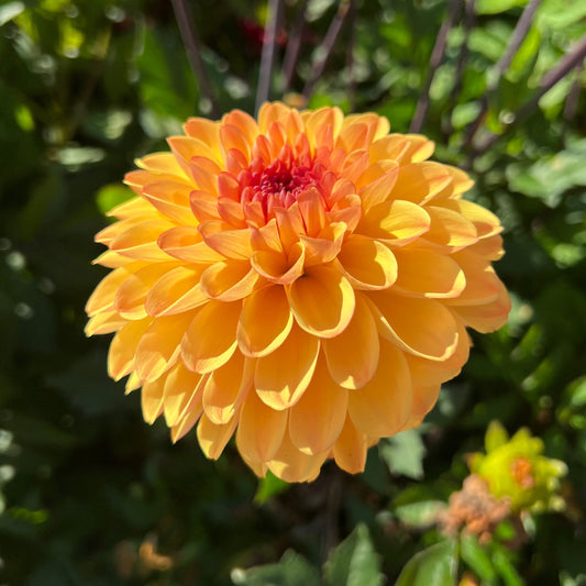 Dahlia Cloudberry Sun Svenskodlad