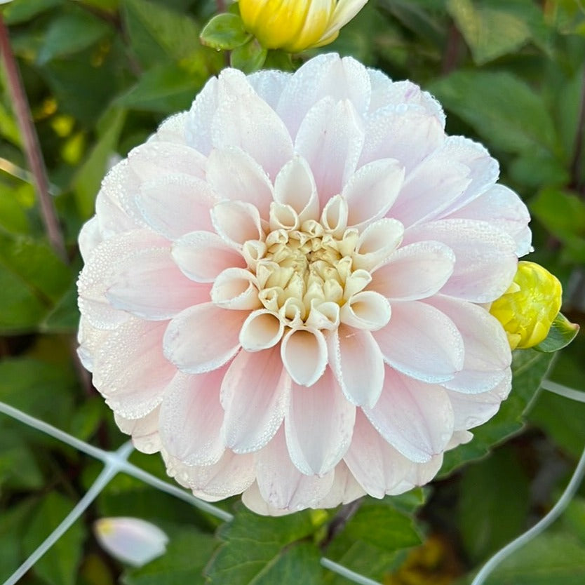 Dahlia Cayen