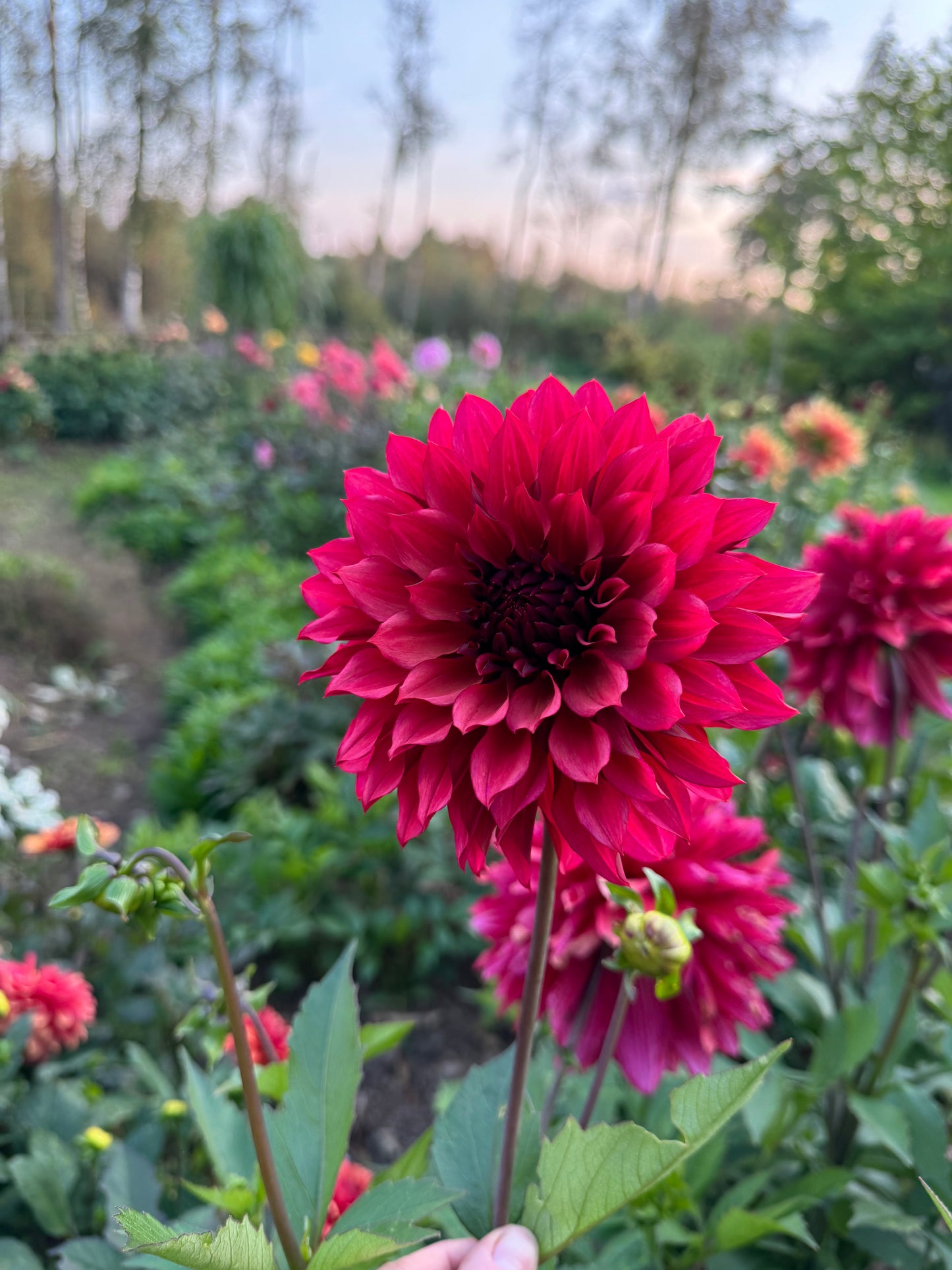 Dahlia Wild Sister LB-012