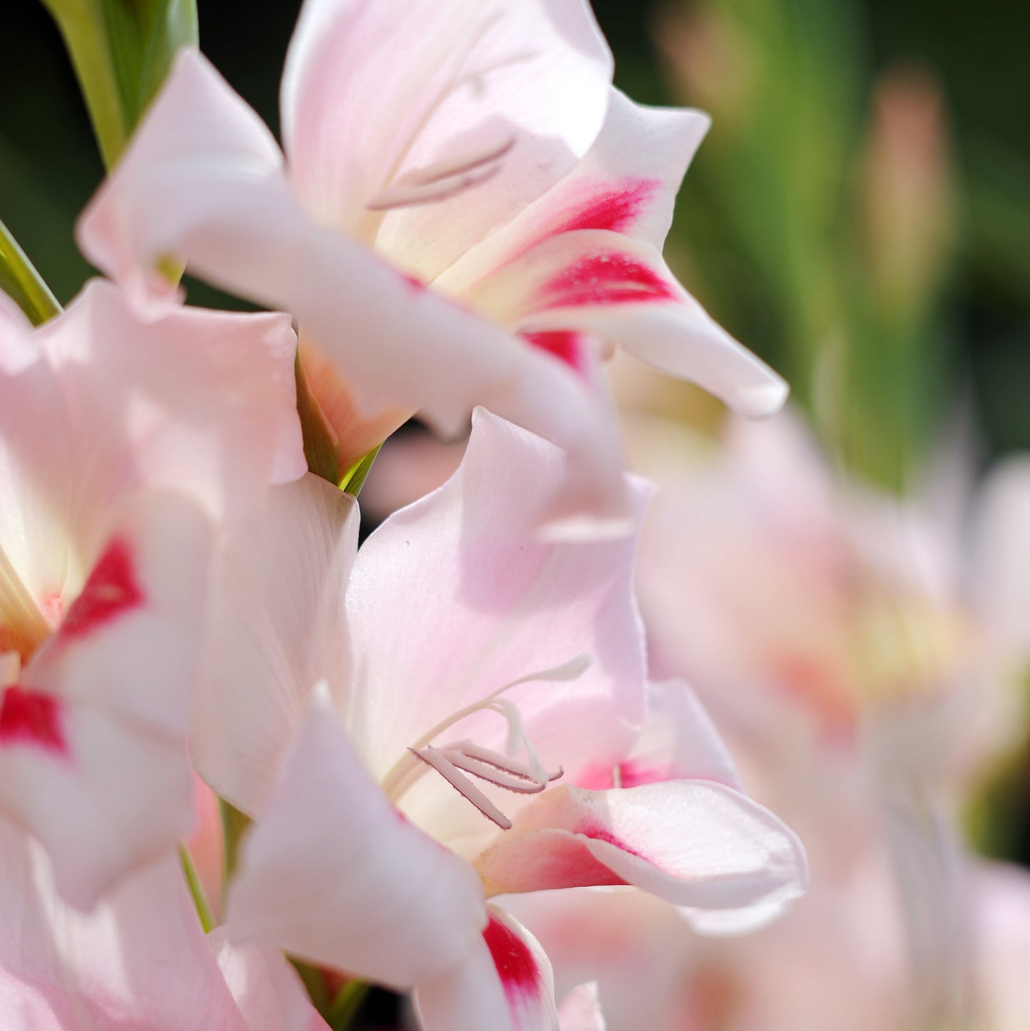 Gladiolus nanus Elvira 10st