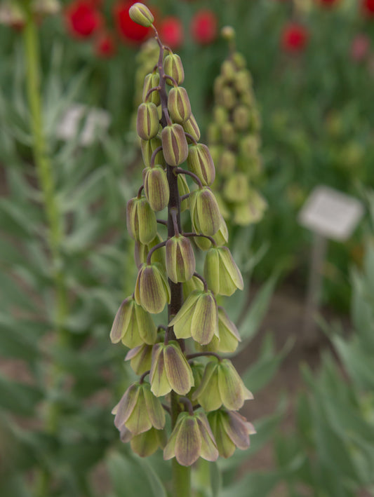 Fritillaria persica Green Dreams 1 st