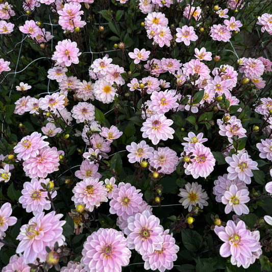 Dahlia Pacific Jewel