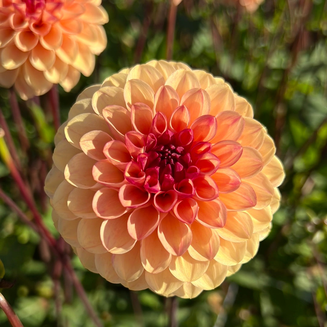 Dahlia Yellow Jill