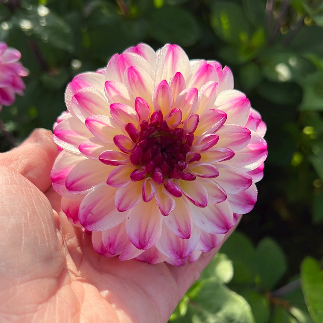 Dahlia Nina´s Choice Nyhet!