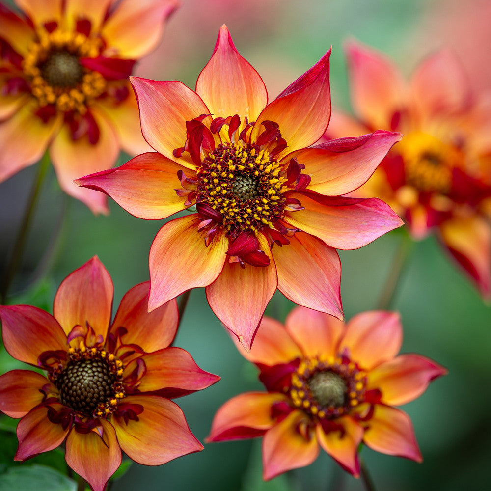 Dahlia Toms Choice Nyhet!