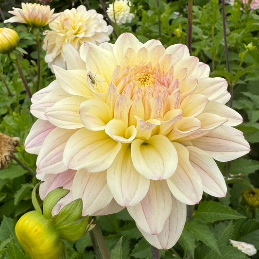 Dahlia LB-100 Moonstruck Svenskodlad
