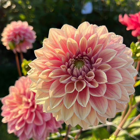 Dahlia Dusty Beauty Exclucive!