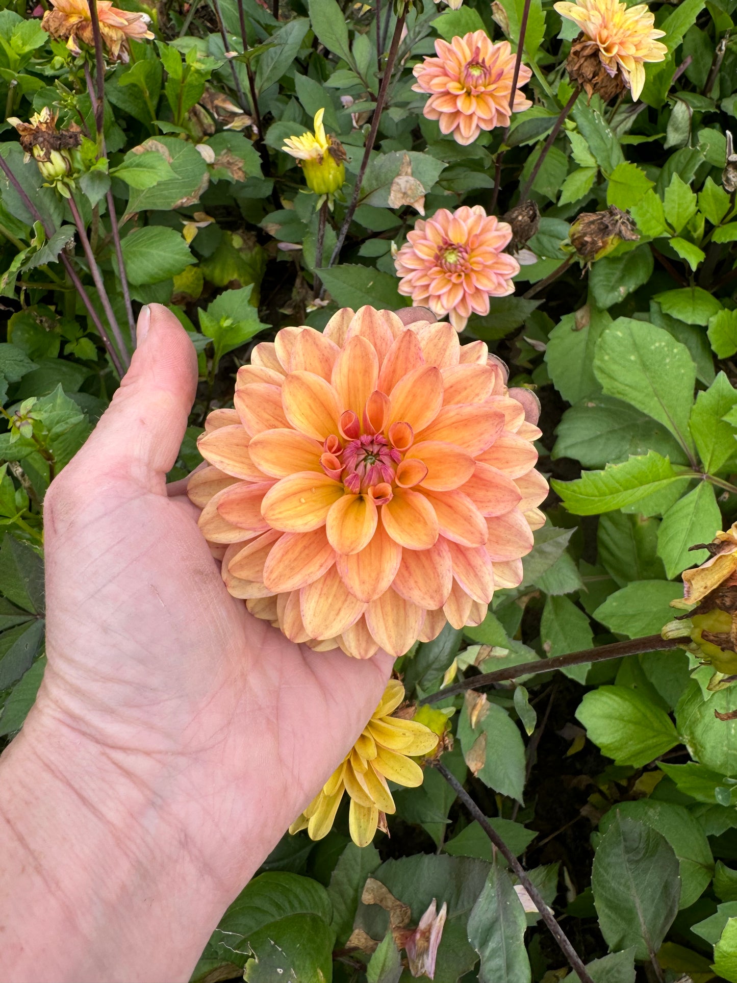 Dahlia Peachy Pearl LB-045