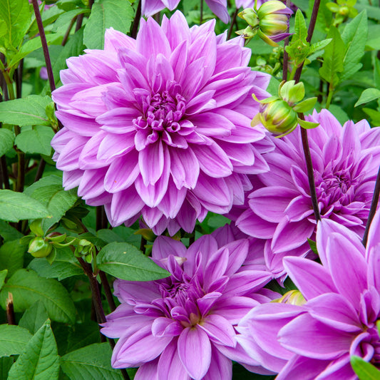 Dahlia Lilac time