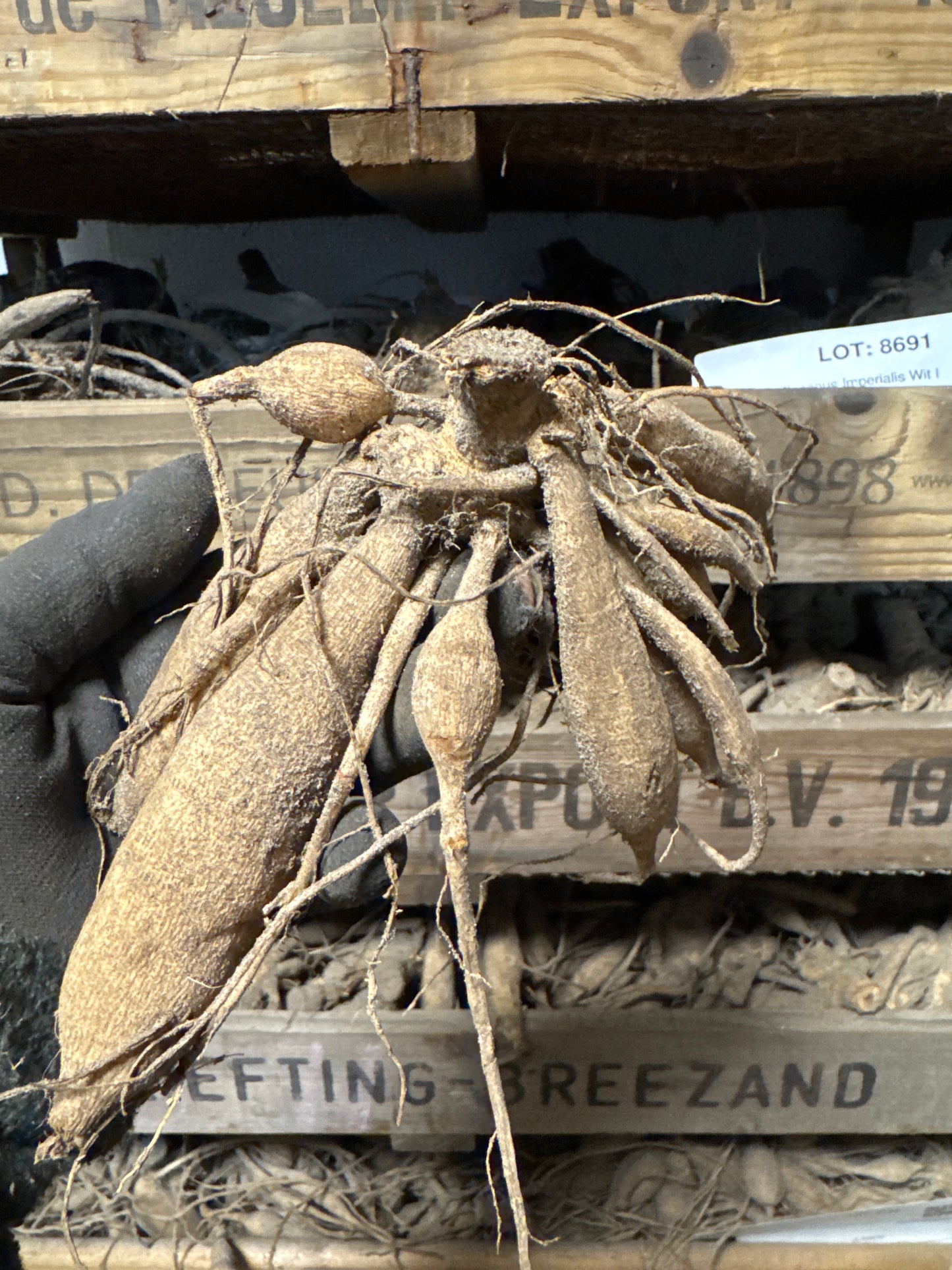 Dahlia Brandon James Utgår