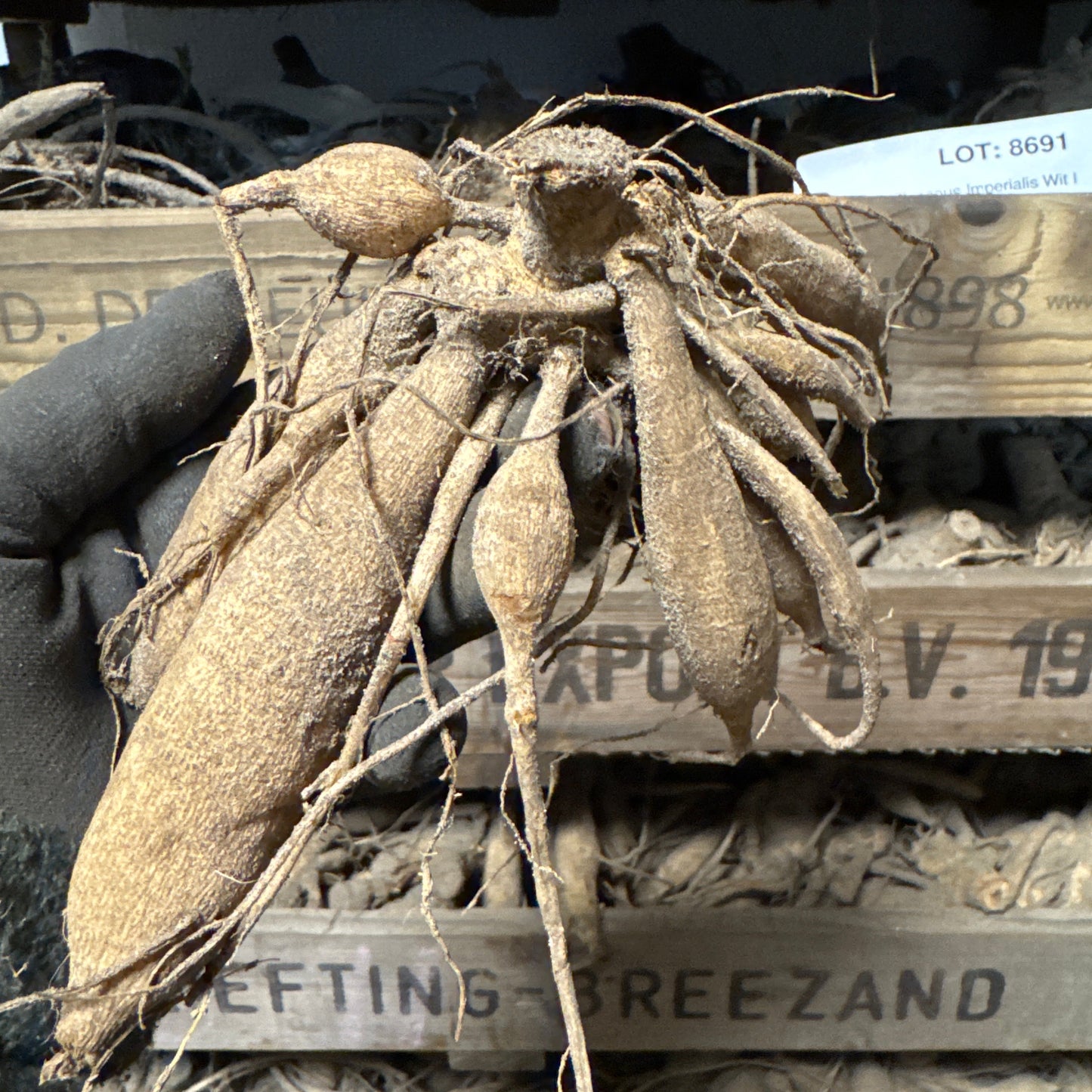 Dahlia Brandon James Utgår