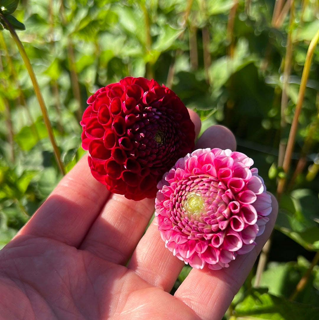 Dahlia Chick a Dee