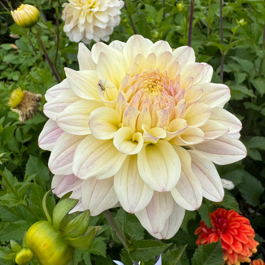 Dahlia LB-100 Moonstruck Svenskodlad