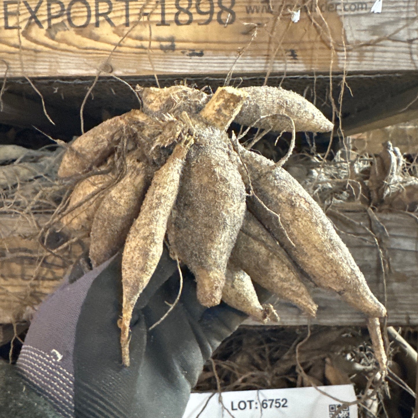 Dahlia Caitlin´s Joy