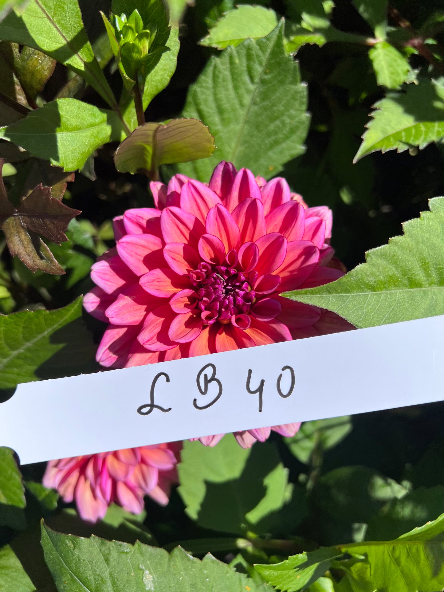 Dahlia LB-040 Tickety-boo