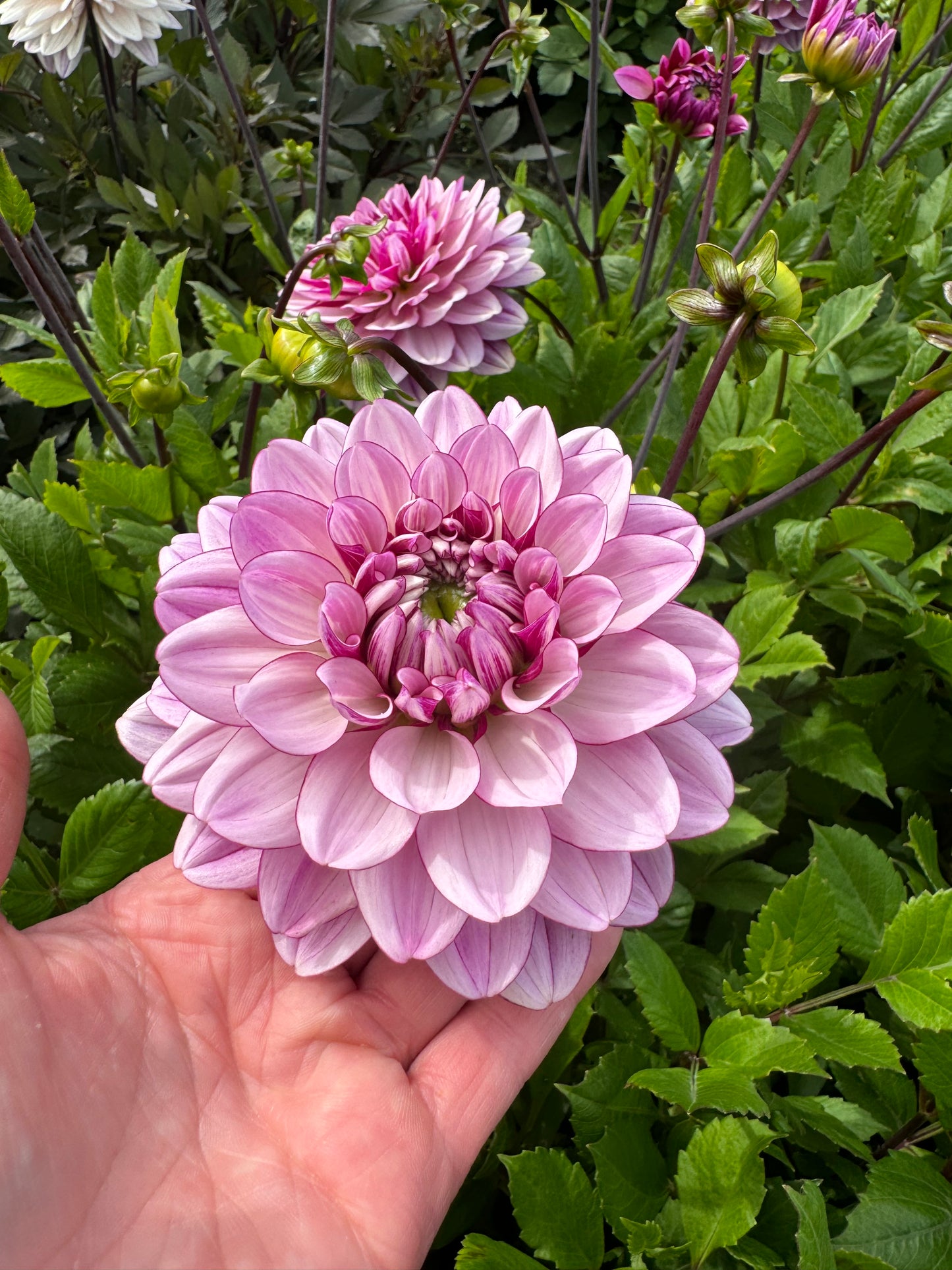 Dahlia LB-112