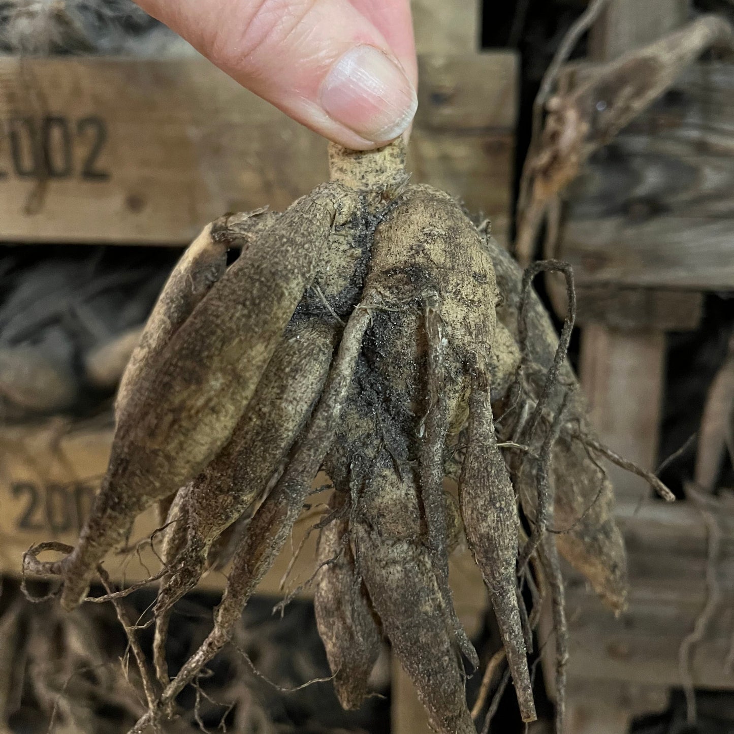 Dahlia Boom Boom White