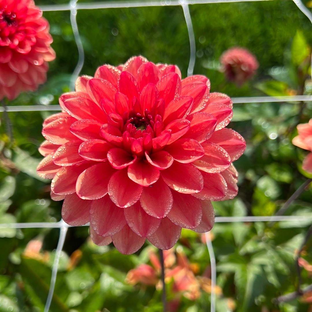 Dahlia Orange Girl