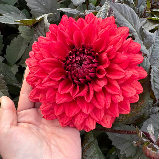Dahlia Ruby Harts LB-025 Svenskodlad