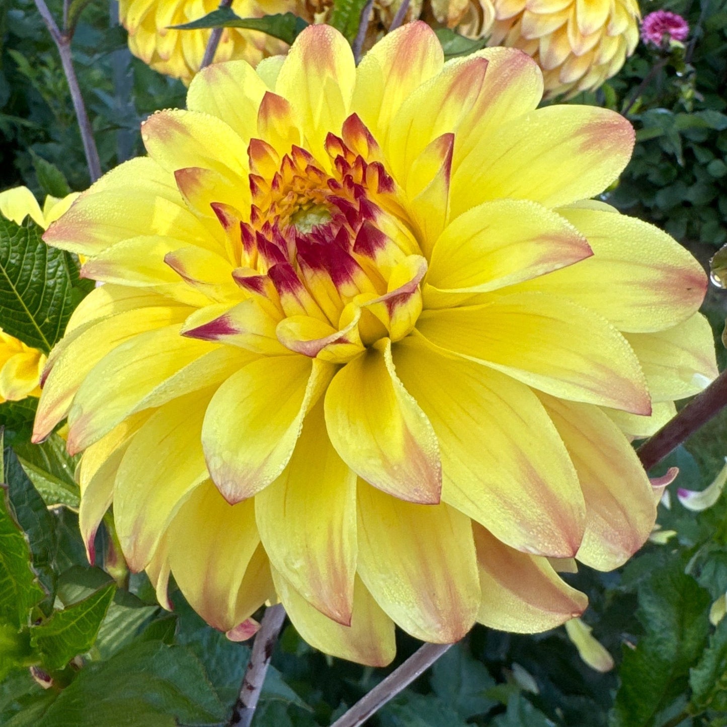 Dahlia Parasol Nyhet!