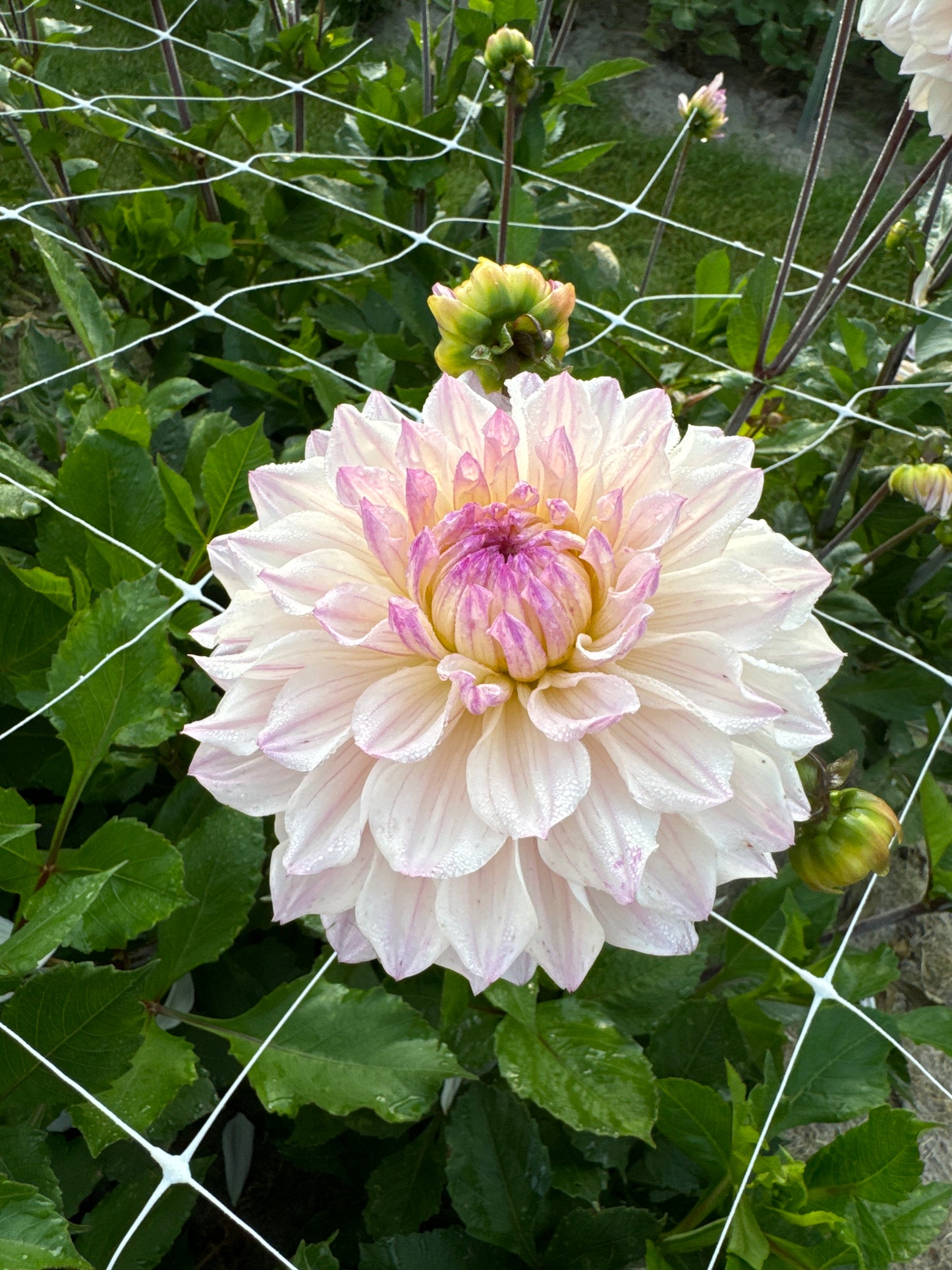 Dahlia Masterclass stickling