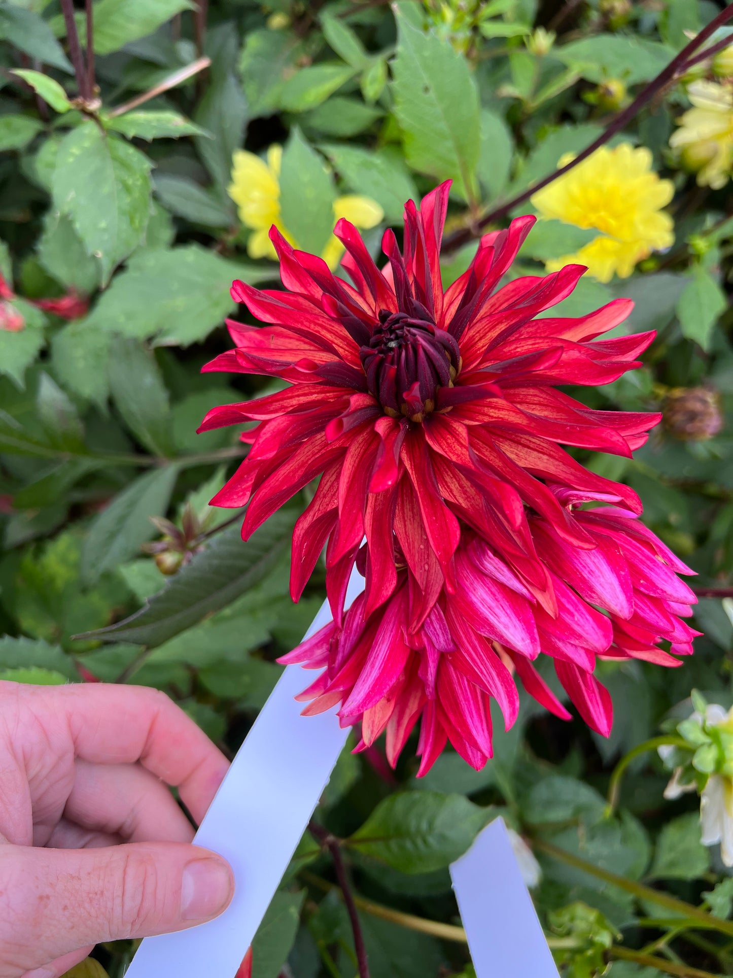 Dahlia Inferno LB-113