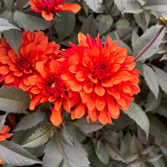 Dahlia Halloween Party Svenskodlad