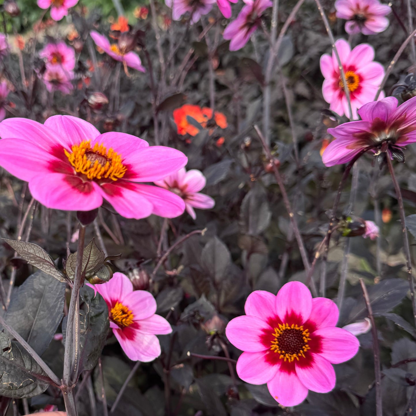 Dahlia HS Wink Nyhet!