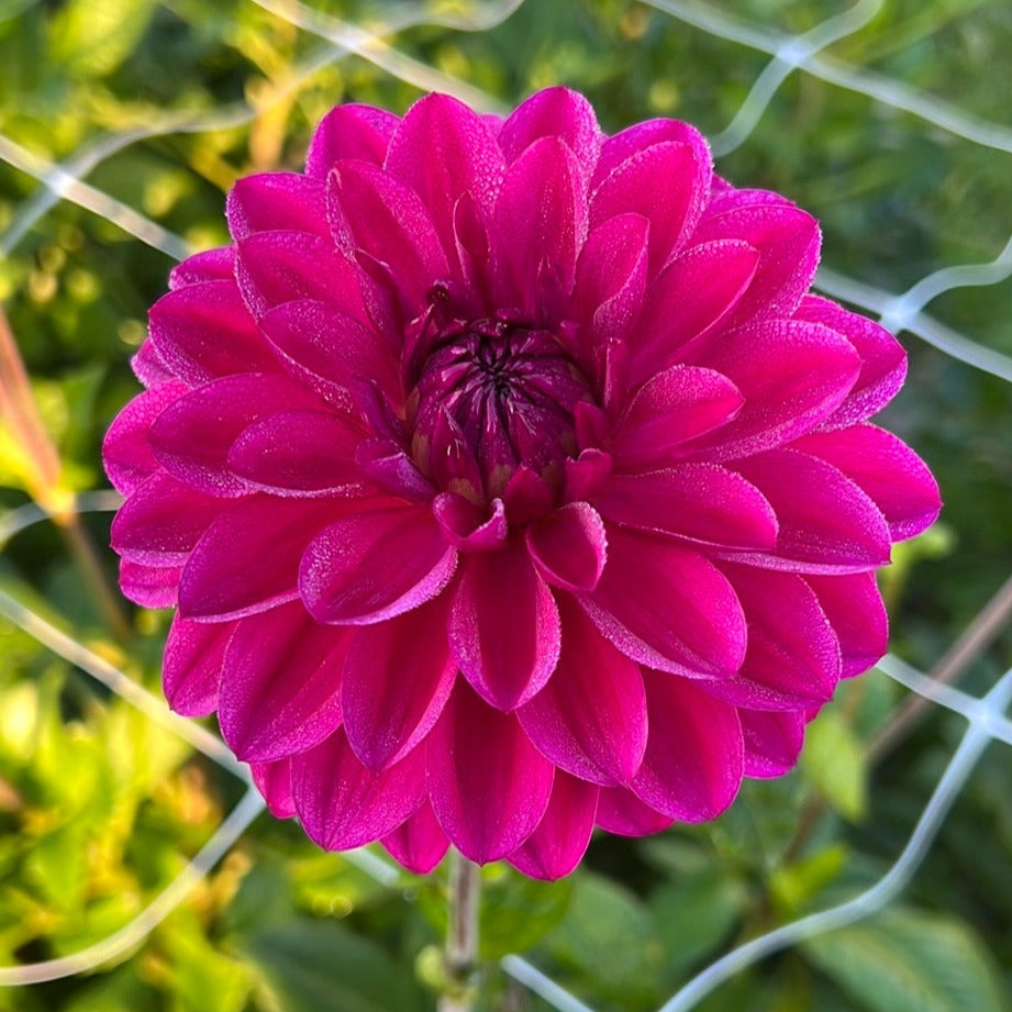 Dahlia Candy Time