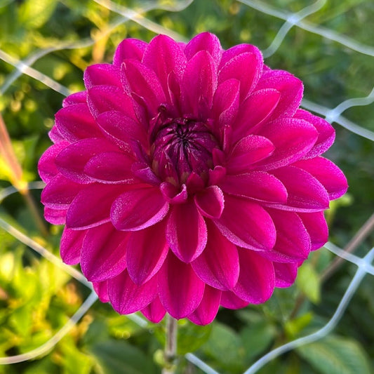 Dahlia Candy Time