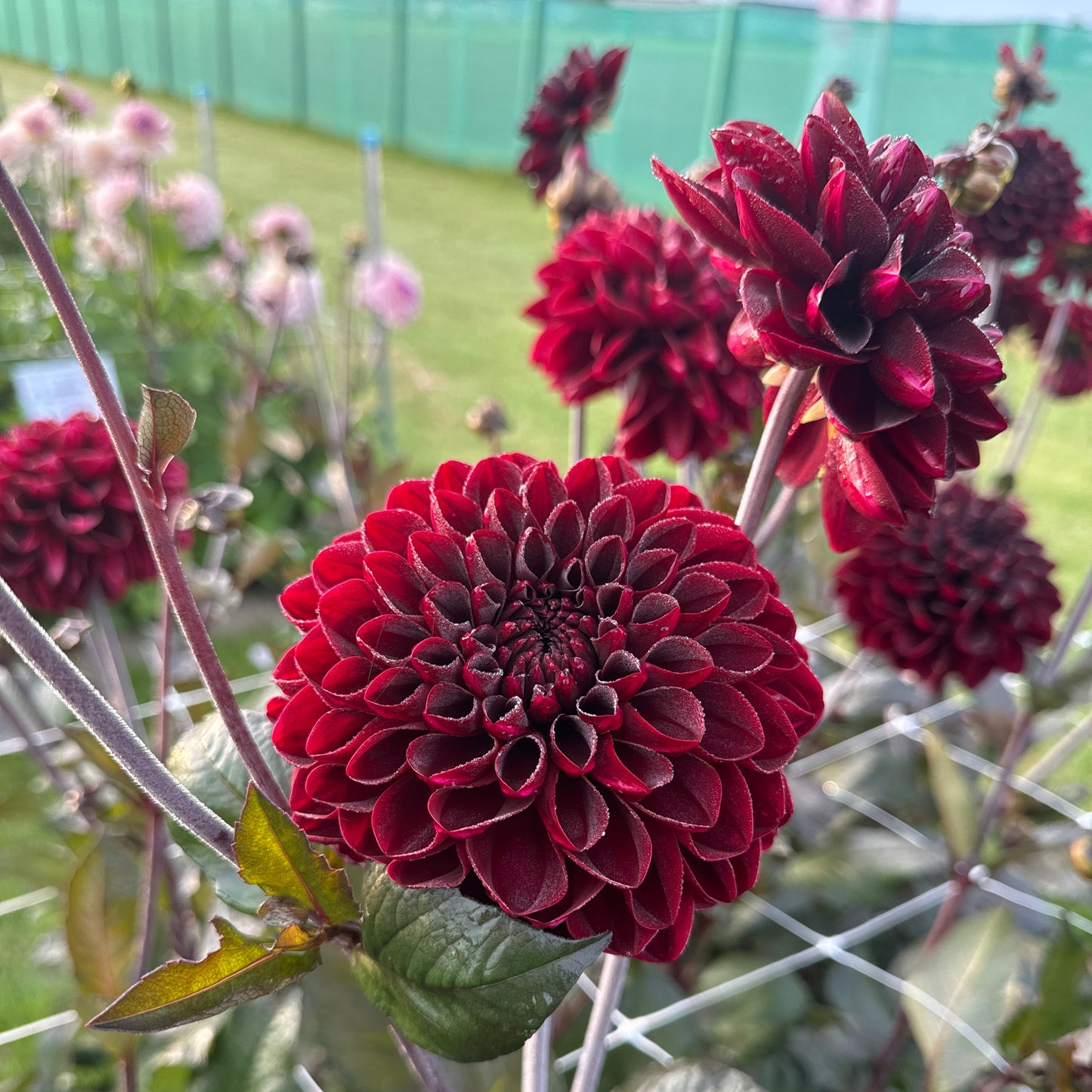 Dahlia Manoa