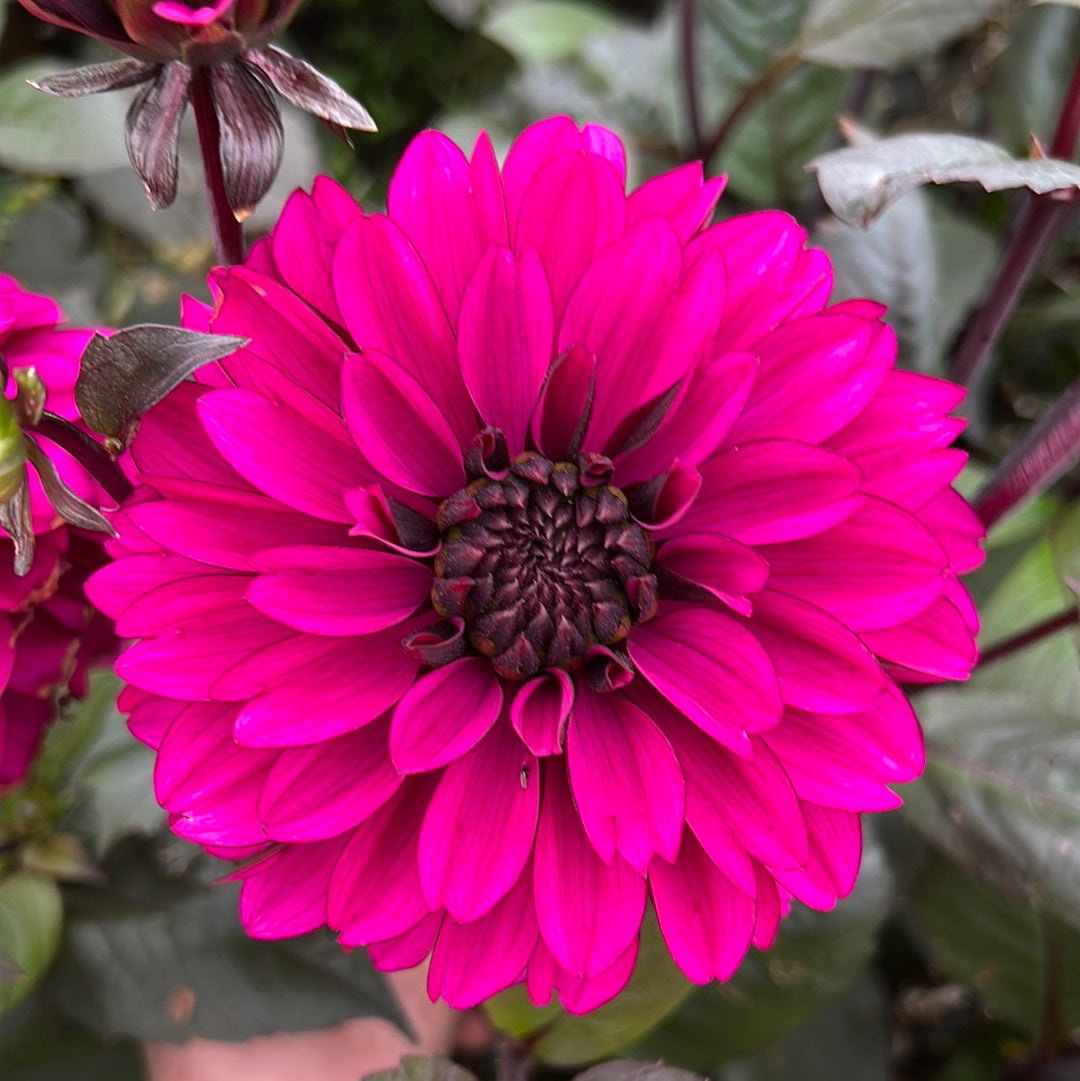 Dahlia Jennifer Mary Ellen