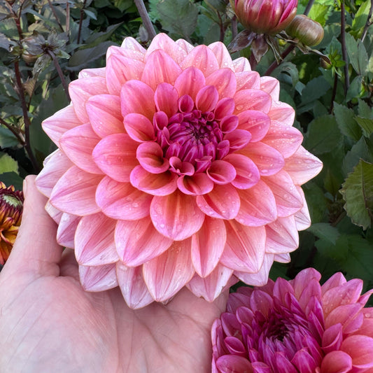 Dahlia Believers dream LB-019