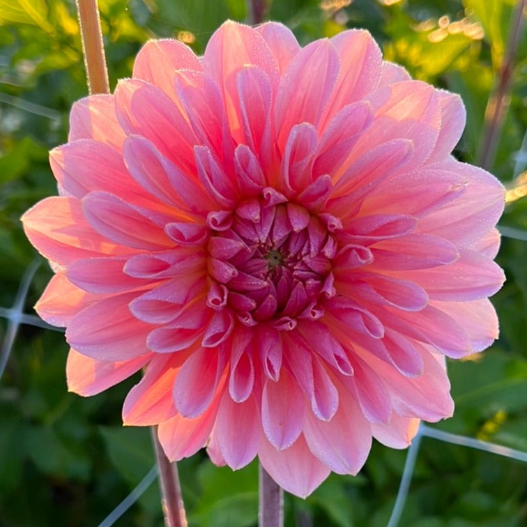 Dahlia Beauty Queen
