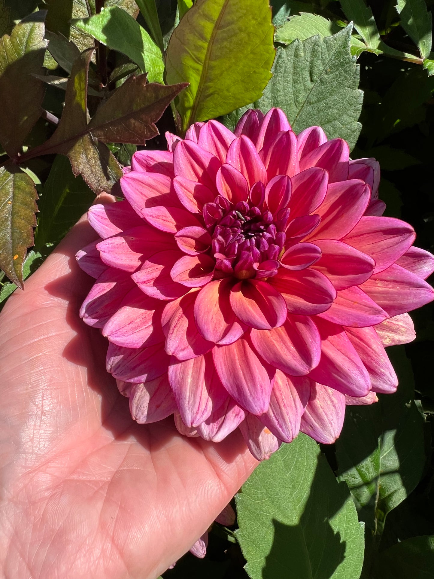 Dahlia LB-040 Tickety-boo