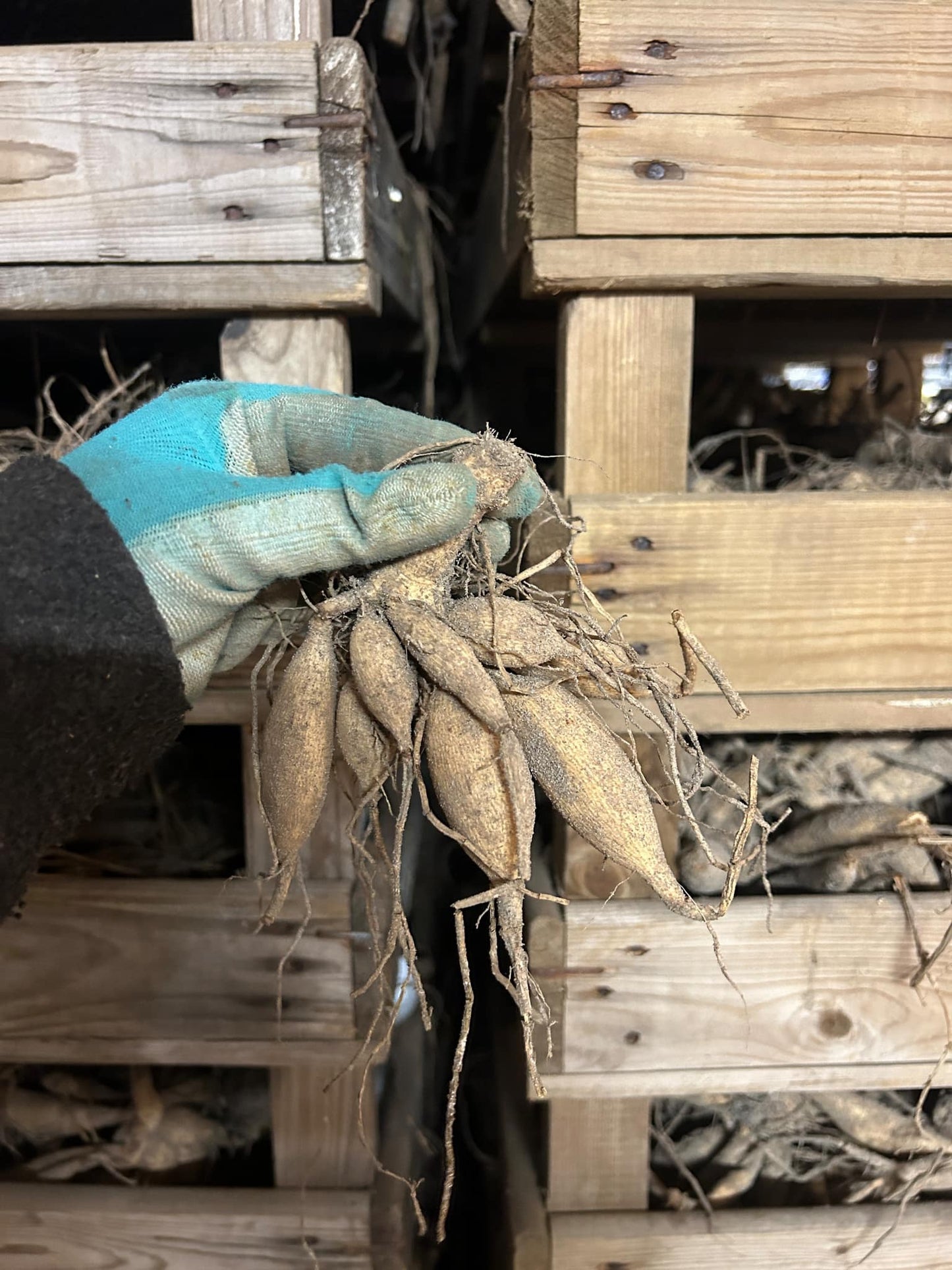 Dahlia Melody Allegro Pink